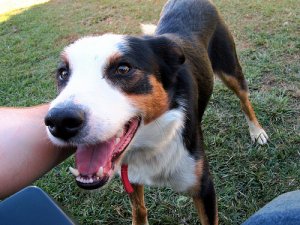 A saúde mental do seu bicho de estimação