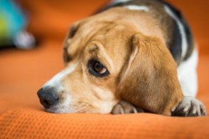 O sentimento de injustiça experimentado pelos cães