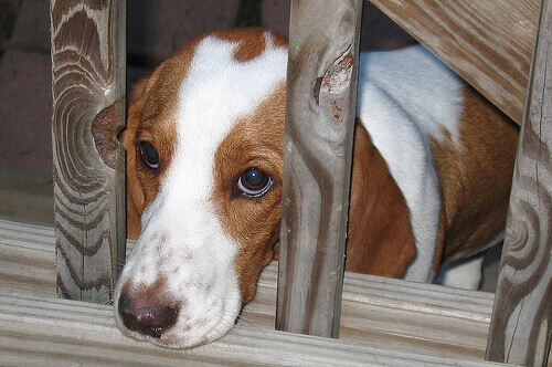 Seis sinais de medo nos cães: dicas para empatizar com eles Seis sinais de medo nos cães: dicas para empatizar com eles