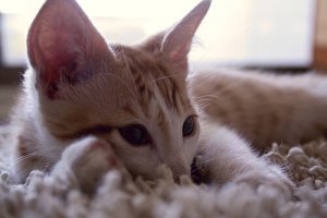 Sons dos gatos: o que significam