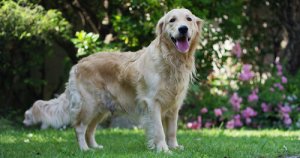 Sopro cardíaco em cães: prevenção e primeiros socorros