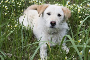 O que é a terceira pálpebra dos cães?