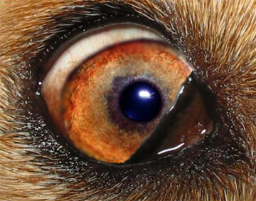 Terceira pálpebra em cães