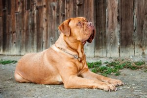 Quantos tipos de dogue existem?