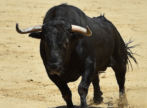 A história do touro de Lídia, o touro bravo espanhol