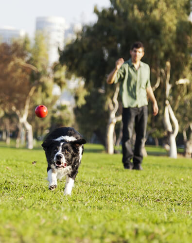 Cachorro no parque indo buscar uma bola jogada pelo dono