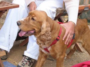 Como treinar seu cão para fazer exames?