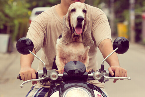 Como viajar de moto com seu cão