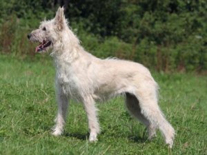 Boiadeiro das Ardenas, um cão rústico, mas muito dócil