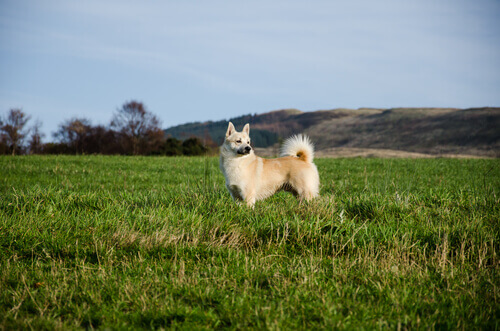 Buhund norueguês