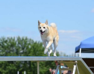 Você conhece o Buhund norueguês?