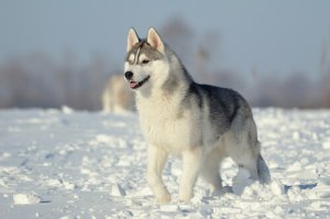 Cães do grupo 5: classificação de raças segundo a FCI