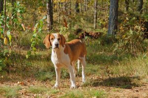 Cães do grupo 6: classificação de raças segundo a FCI