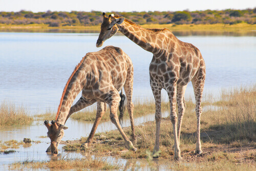 Girafas bebendo água