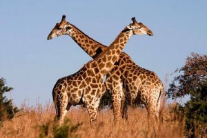 Girafa: características, comportamento e habitat