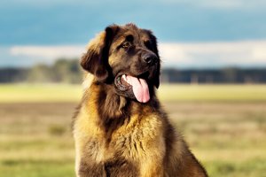 Leonberger: conheça essa raça canina alemã