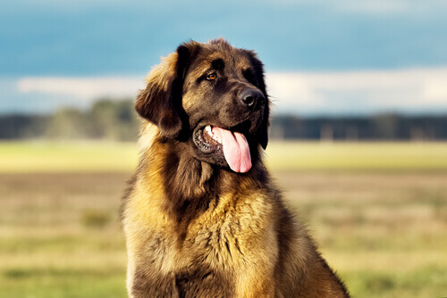 Leonberger: conheÃ§a essa raÃ§a canina alemÃ£