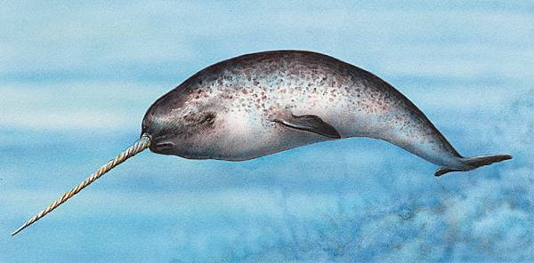 Narval