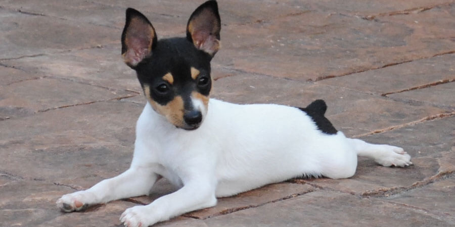 Toy Fox Terrier