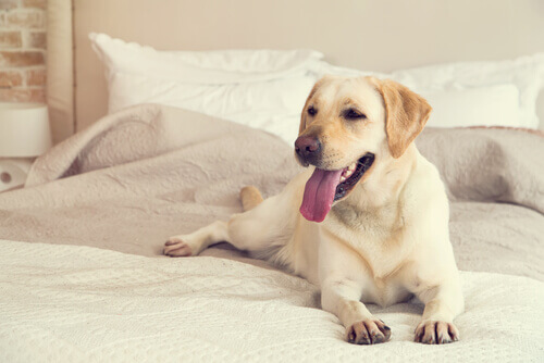 Cachorro sobre a cama
