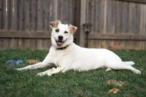 Abdômen agudo em cães: o que é?
