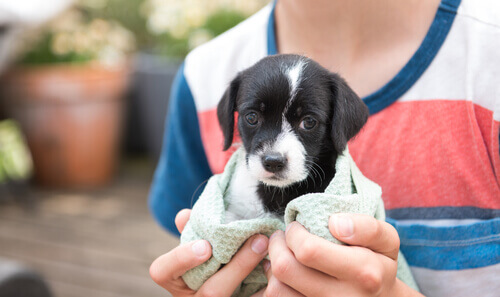Filhote de cão envolto em uma toalha