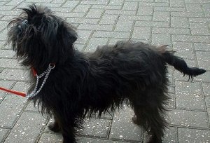 Affenpinscher: o cão-macaco