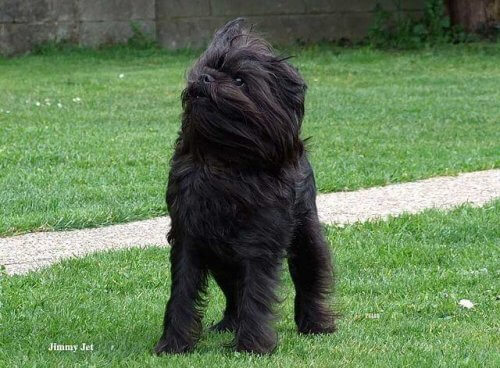 Cão da raça Affenpinscher 