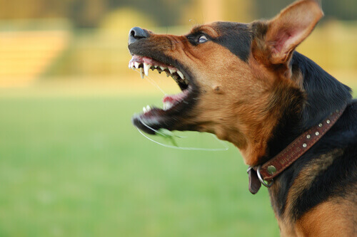 O que fazer se seu cão estiver se tornando agressivo?