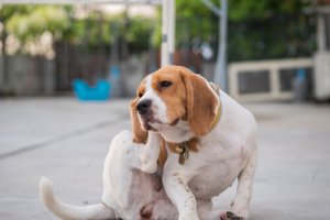 Alergias cutâneas em cães