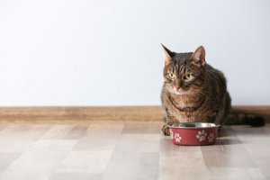 Alimentos perigosos para gatos