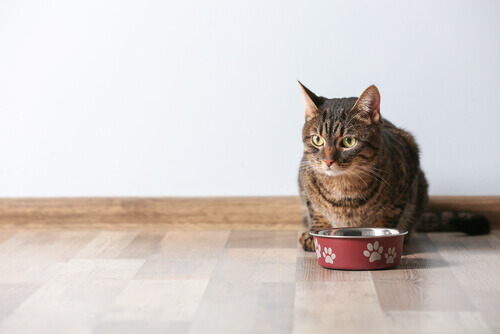 Alimentos perigosos para gatos Alimentos perigosos para gatos