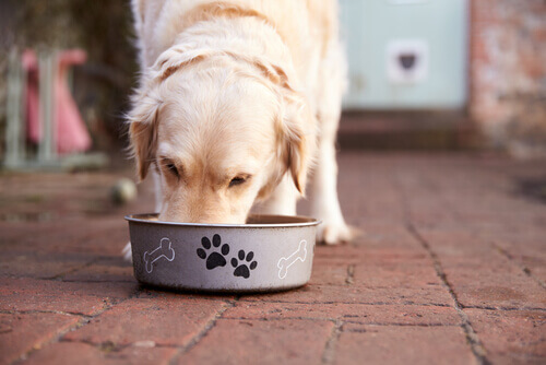 Quais são os alimentos tóxicos para cães