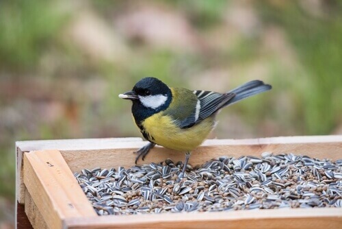 Os alimentos venenosos para aves Os alimentos venenosos para aves