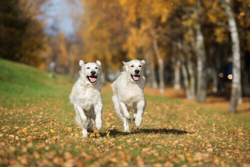 O amor entre cães, eles podem se apaixonar?