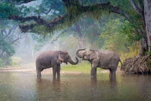 11 animais em perigo de extinção