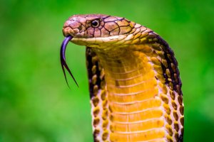 10 animais mais venenosos do mundo