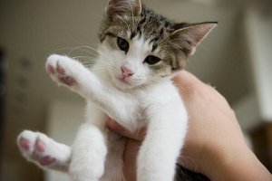 Qual é o animal de estimação ideal para uma criança?