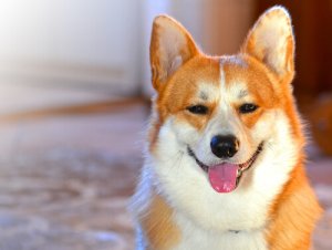 Descubra como saber o estado de ânimo de um cachorro