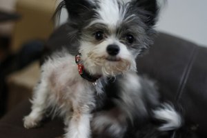 Nossos anti-pulgas caseiros favoritos