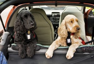 Viajar com cinto de segurança para cães