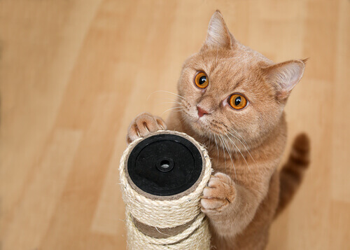 Gato com arranhador