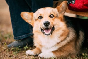 Aspectos legais da adoção de cães
