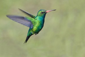 6 aves exóticas
