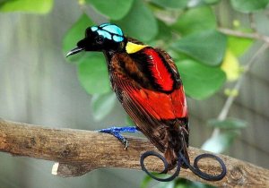 Aves impressionantes: conheça algumas