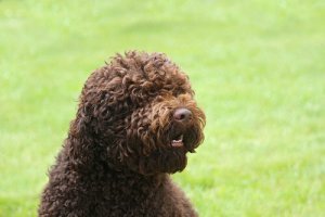 Barbet: um "poodle" muito especial