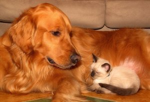 Cuidados para o bem-estar animal