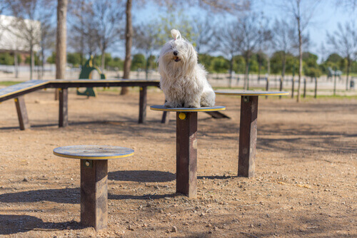 Cachorro em parque para cães