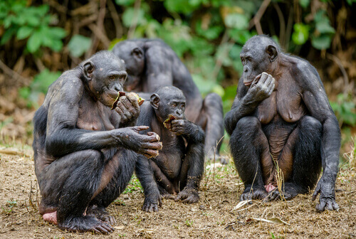 bonobos comendo na natureza