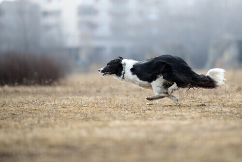 Border collie correndo